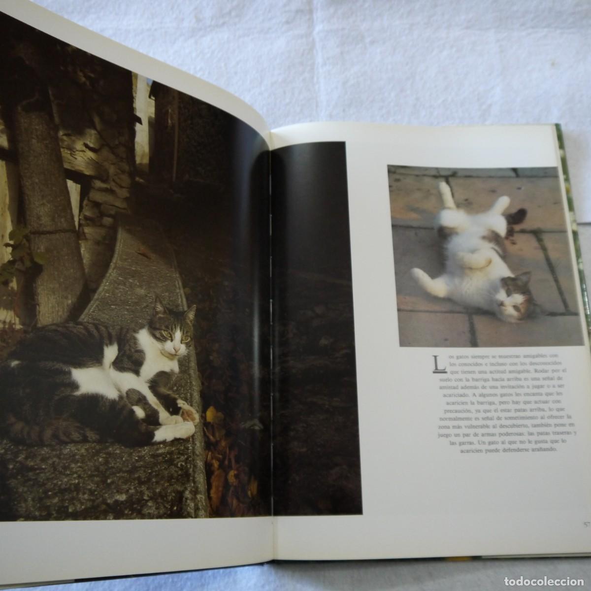 Libros de segunda mano: GATOS - TOM HOWARD - SUSAETA - Foto 7