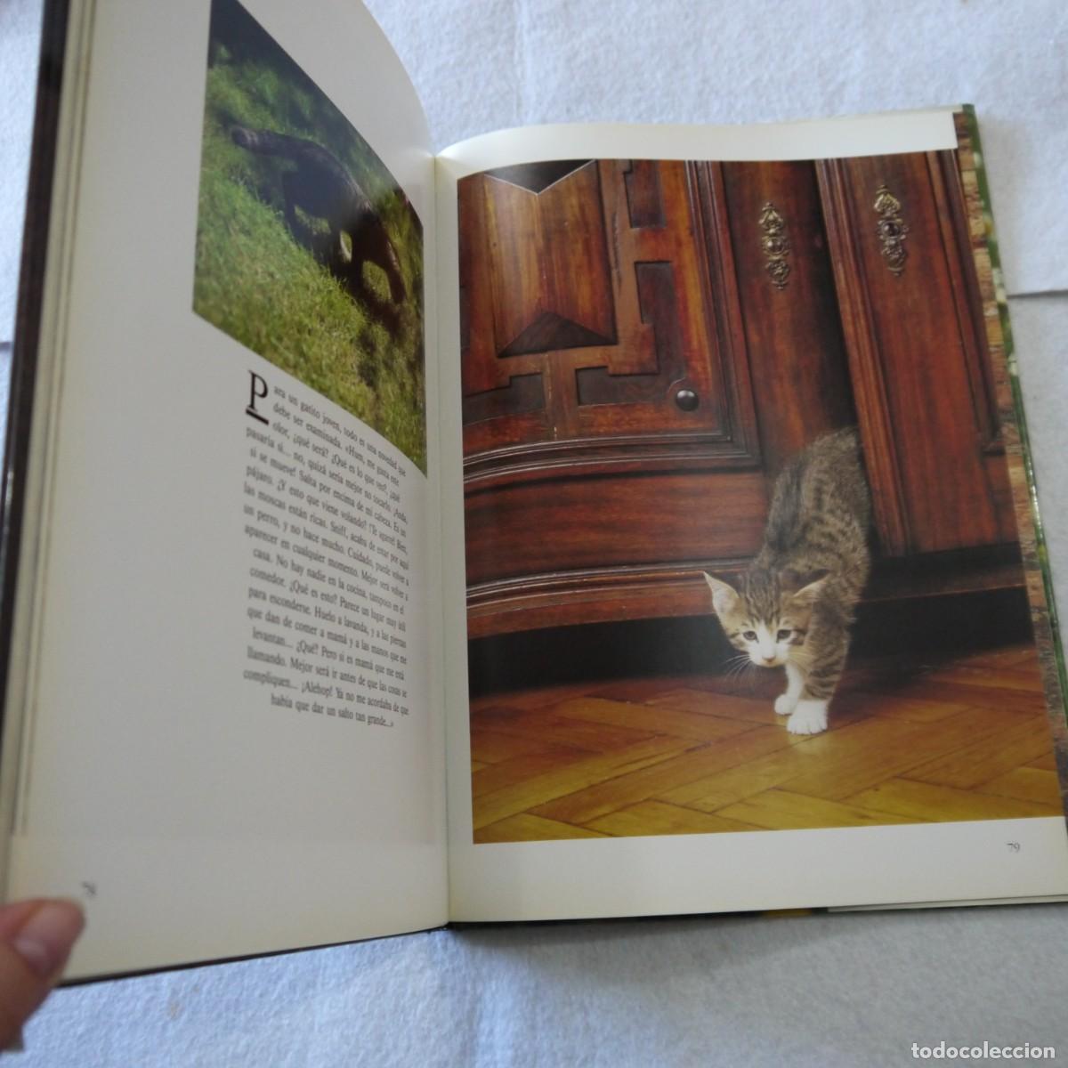 Libros de segunda mano: GATOS - TOM HOWARD - SUSAETA - Foto 8