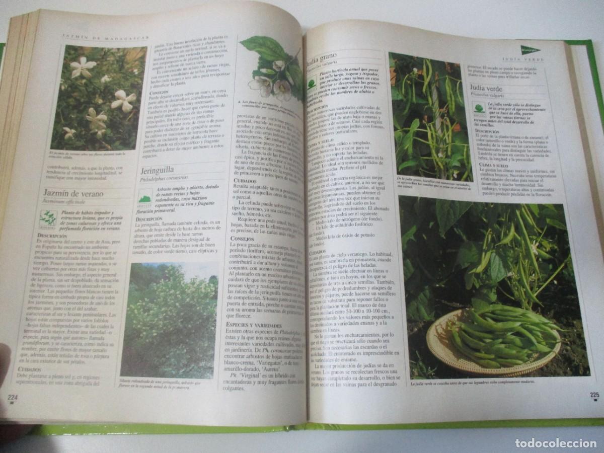 Libros de segunda mano: EL LIBRO DE ORO DE LAS PLANTAS Y LOS JARDINES W18088 - Foto 7
