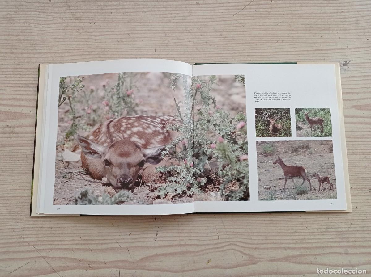 Libros de segunda mano: Los Peque&ntilde;os Del Monte - 1983 - Foto 4