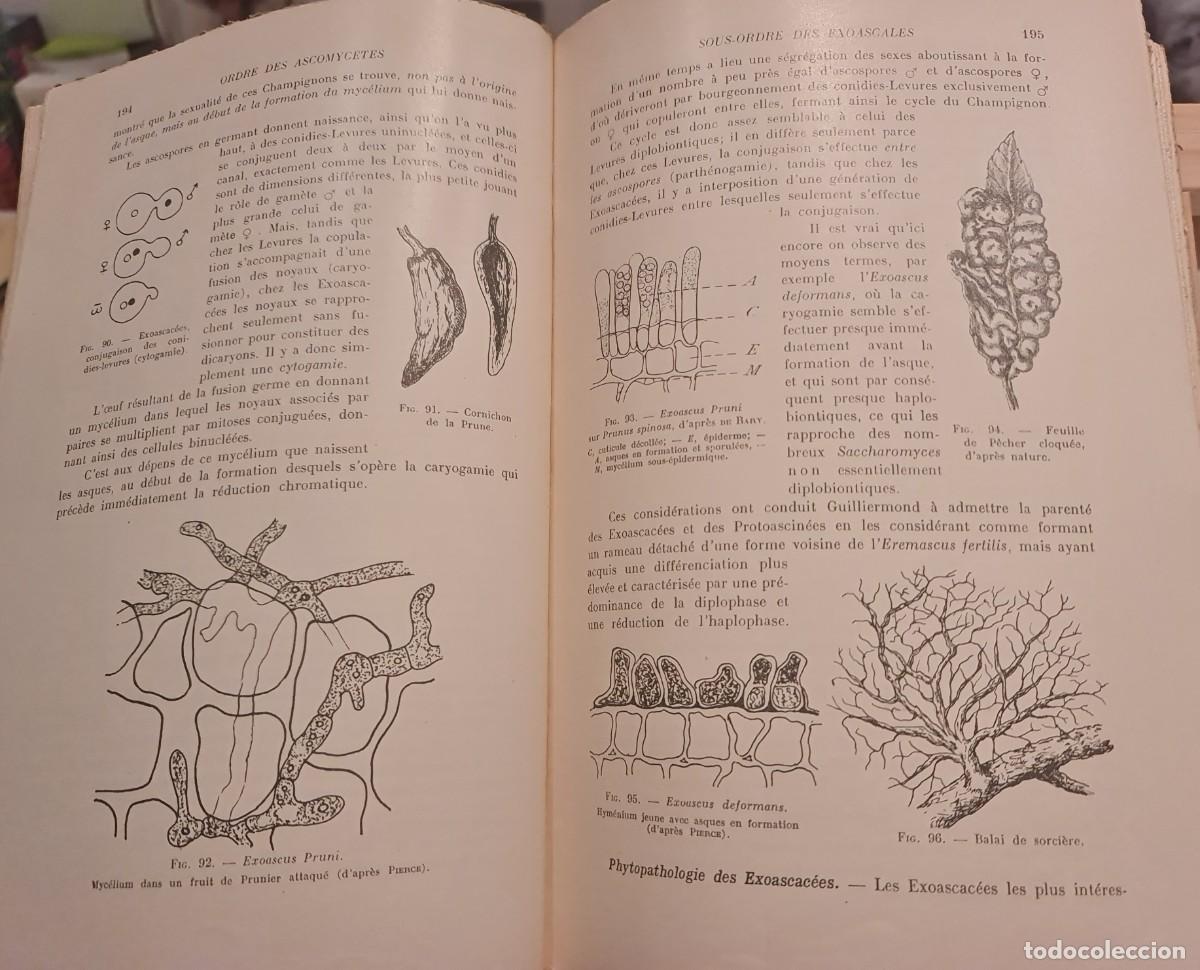Libros de segunda mano: Criptogamia. Libro &rdquo;Trait&eacute; de CRYPTOGAMIE&rdquo; (en franc&eacute;s) de Louis LUTZ Masson Ed., Par&iacute;s 1948 - Foto 7