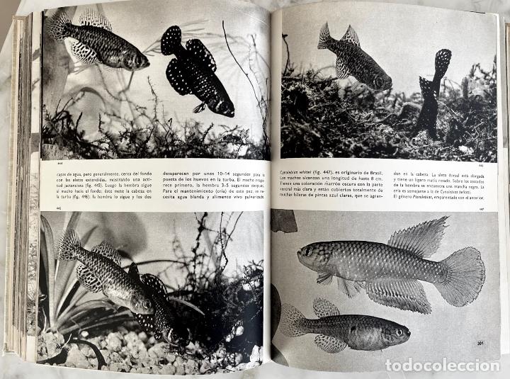 Libros de segunda mano: GRAN ENCICLOPEDIA ILUSTRADA DE LOS PECES, STANISLAV FRANK. LIBRO C&Iacute;RCULO DE LECTORES - Foto 2