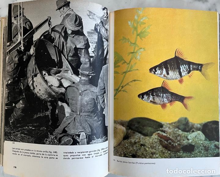 Libros de segunda mano: GRAN ENCICLOPEDIA ILUSTRADA DE LOS PECES, STANISLAV FRANK. LIBRO C&Iacute;RCULO DE LECTORES - Foto 4