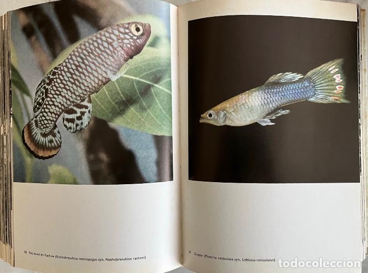 Libros de segunda mano: GRAN ENCICLOPEDIA ILUSTRADA DE LOS PECES, STANISLAV FRANK. LIBRO C&Iacute;RCULO DE LECTORES - Foto 5