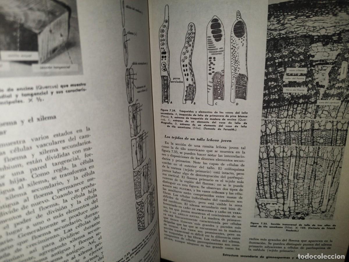 Libros de segunda mano: 69- BOT&Aacute;NICA - WILFERD W. ROBBINS - Foto 8