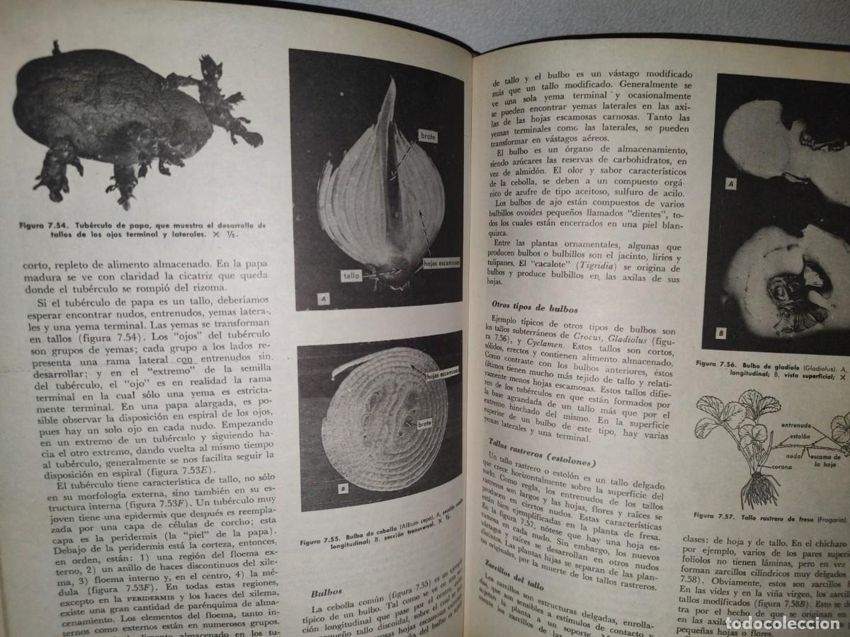 Libros de segunda mano: 69- BOT&Aacute;NICA - WILFERD W. ROBBINS - Foto 9