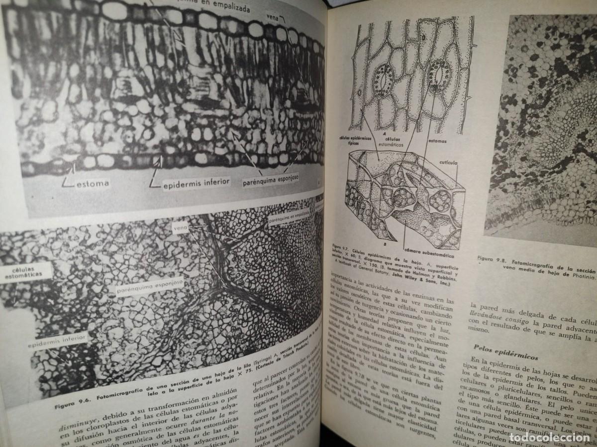 Libros de segunda mano: 69- BOT&Aacute;NICA - WILFERD W. ROBBINS - Foto 10