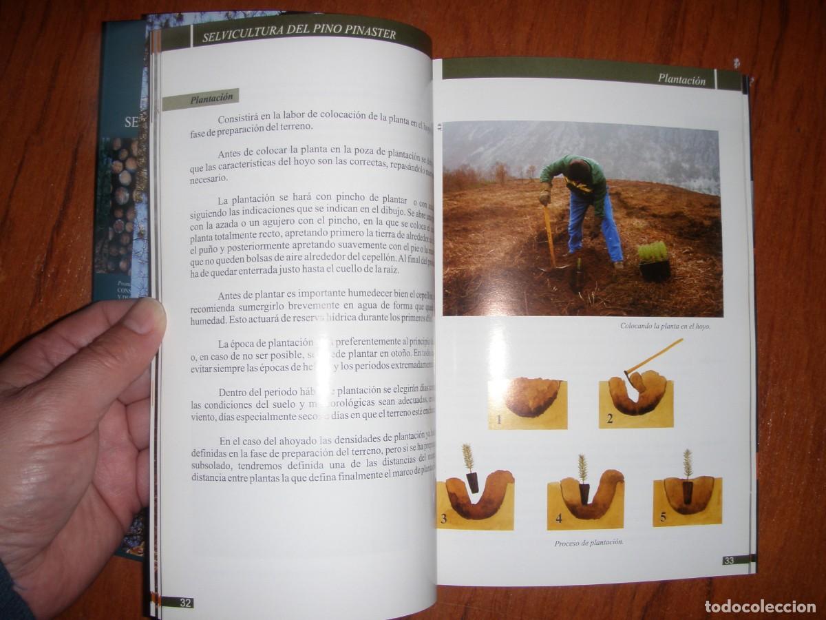 Libros de segunda mano: SELVICULTURA DEL PINO PINASTER - Foto 6