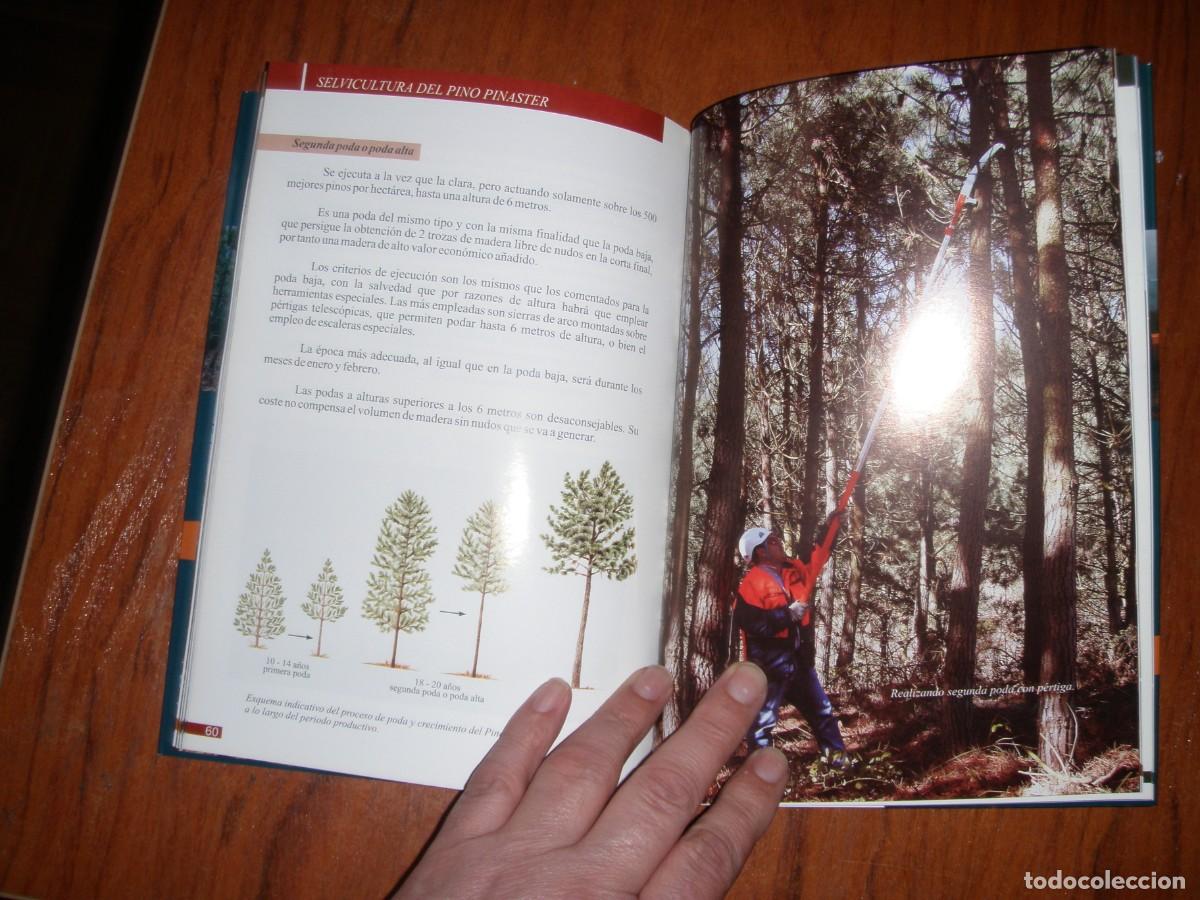 Libros de segunda mano: SELVICULTURA DEL PINO PINASTER - Foto 9