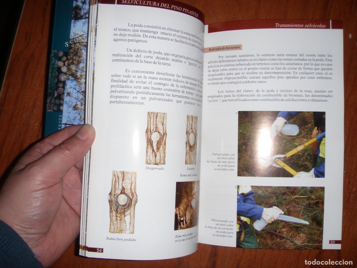 Libros de segunda mano: SELVICULTURA DEL PINO PINASTER - Foto 10