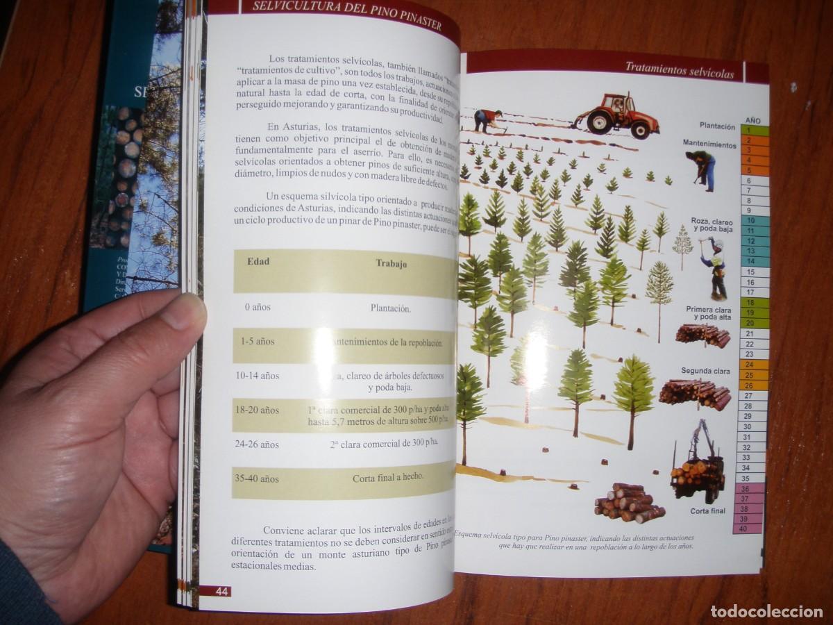 Libros de segunda mano: SELVICULTURA DEL PINO PINASTER - Foto 12