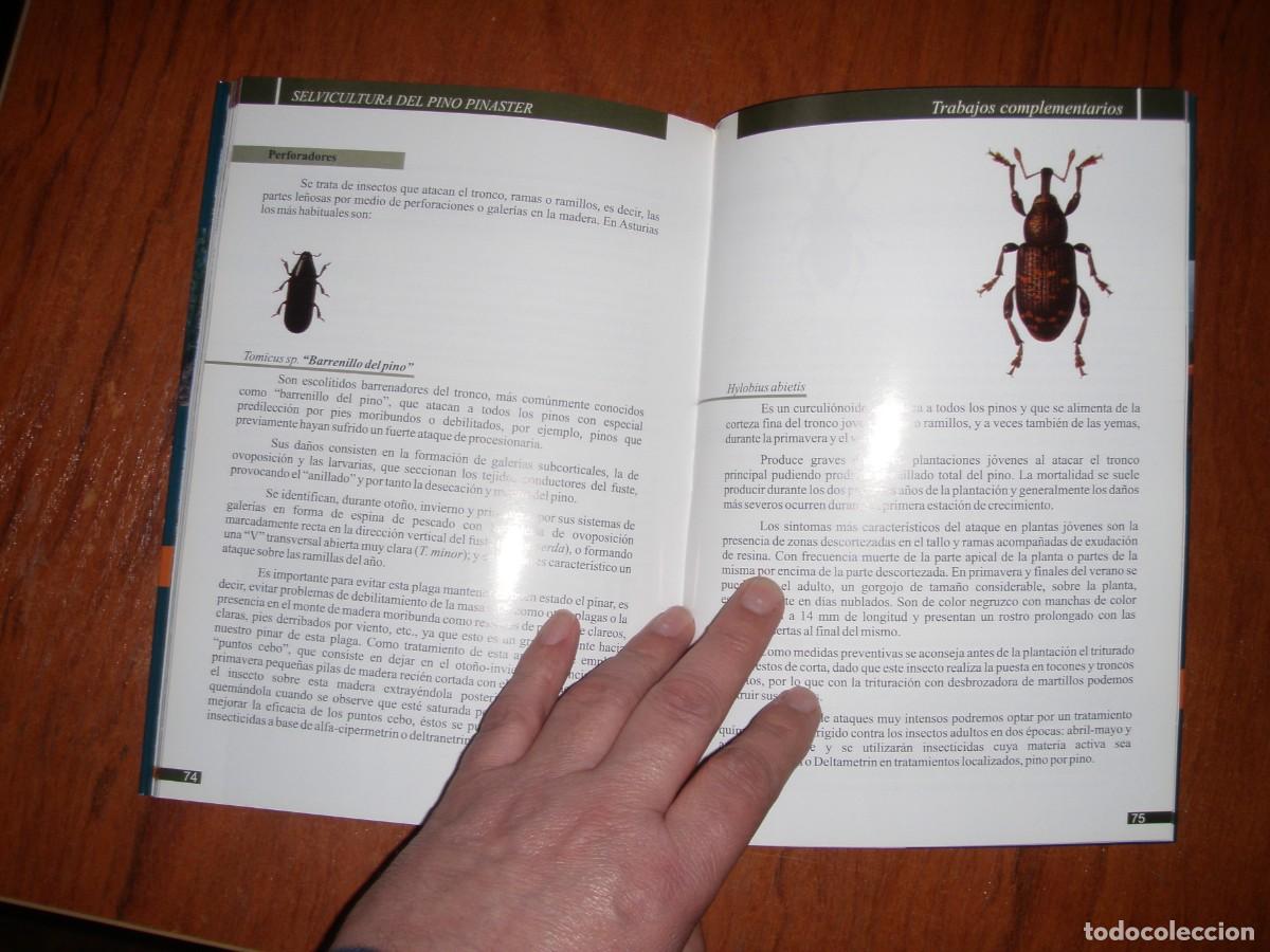 Libros de segunda mano: SELVICULTURA DEL PINO PINASTER - Foto 14
