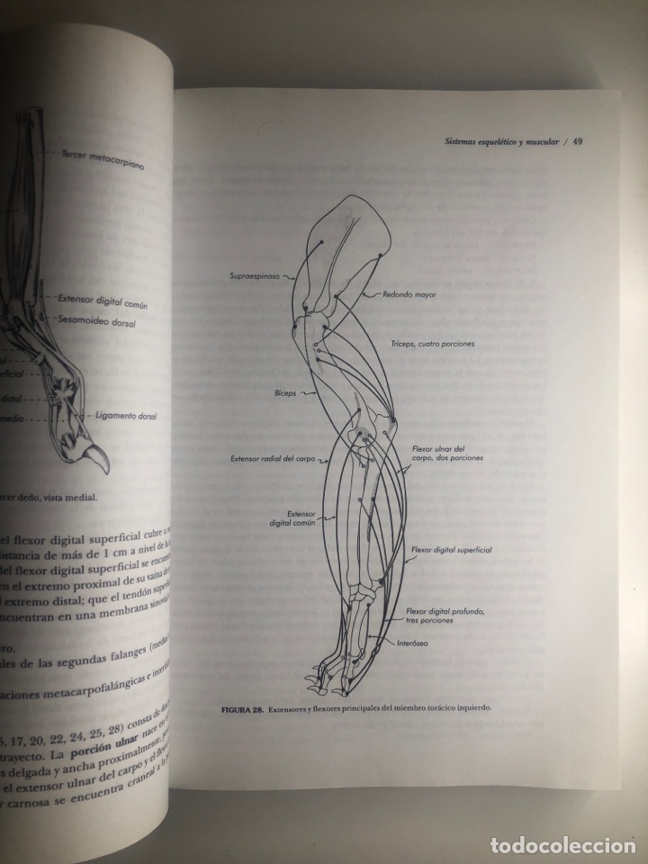 Libros de segunda mano: DISECCI&Oacute;N DEL PERRO. Miller. Cuarta Edici&oacute;n - Foto 3
