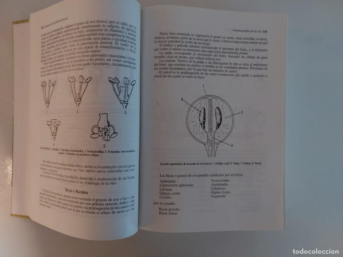 Libros de segunda mano: TRATADO DE VITICULTURA GENERAL, Luis Hidalgo. - Foto 8