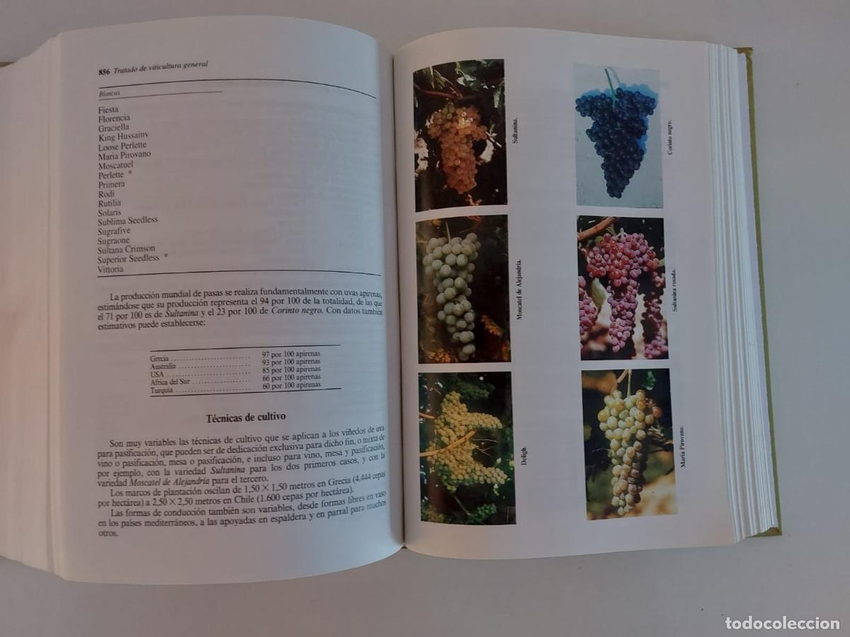 Libros de segunda mano: TRATADO DE VITICULTURA GENERAL, Luis Hidalgo. - Foto 9