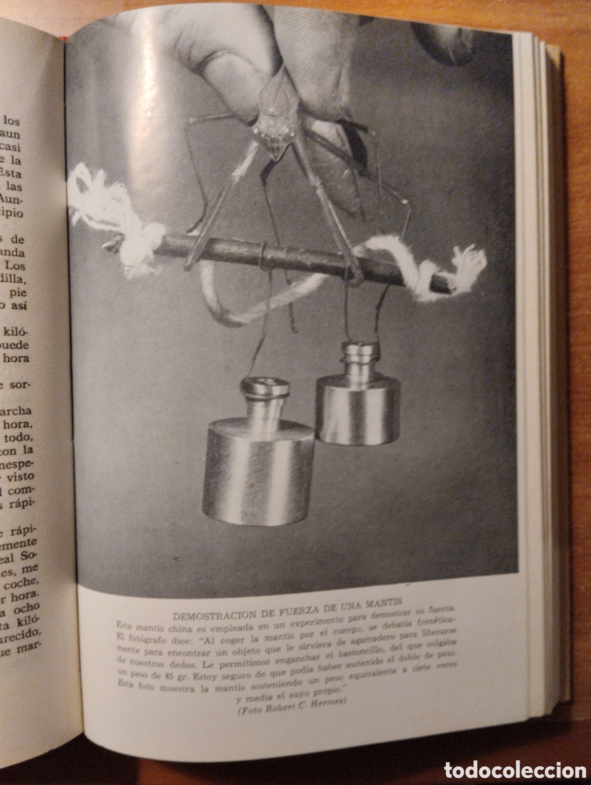 Libros de segunda mano: Desfile de la naturaleza, Frank W. Lane - Foto 2