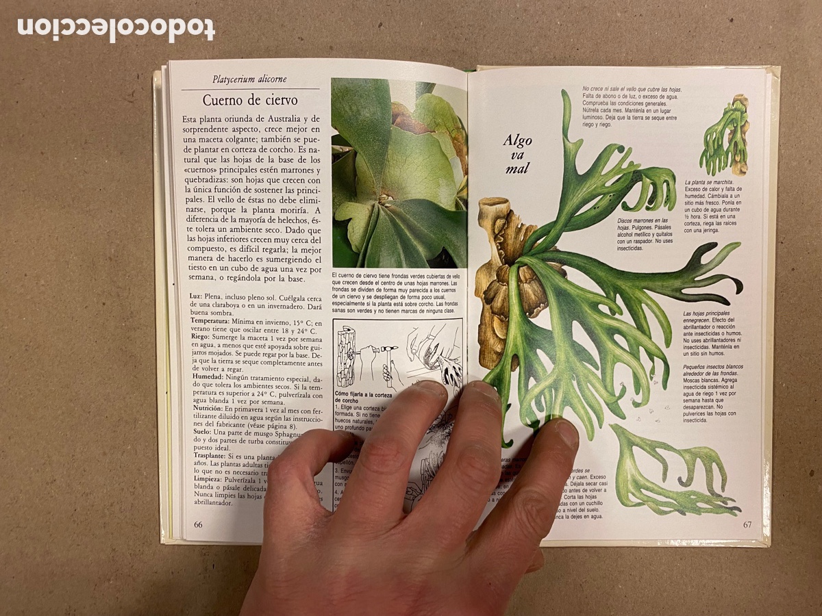 Libros de segunda mano: C&Oacute;MO CUIDAR TUS PALMERAS Y HELECHOS. TOM GOUGH. C&Iacute;RCULO DE LECTORES 1987. - Foto 6