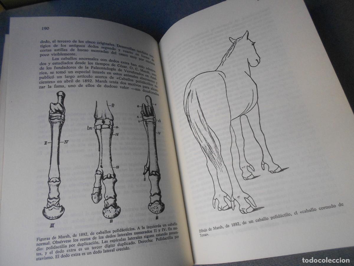 Libros de segunda mano: DIENTES DE GALLINA Y DEDOS DE CABALLO - Foto 5
