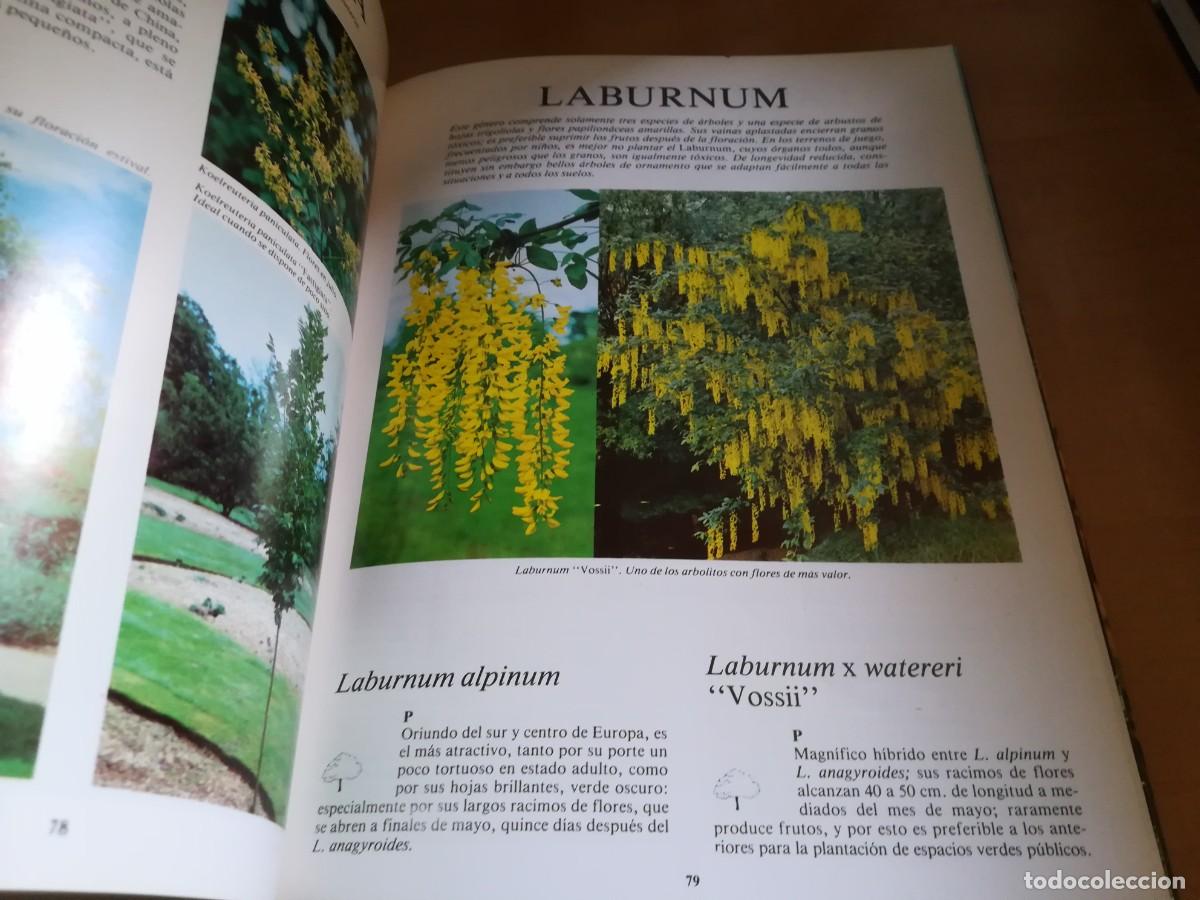 Libros de segunda mano: ARBOLES DE ORNAMENTO / ROY LANCASTER / FLORAISSE / CONS35B - Foto 13