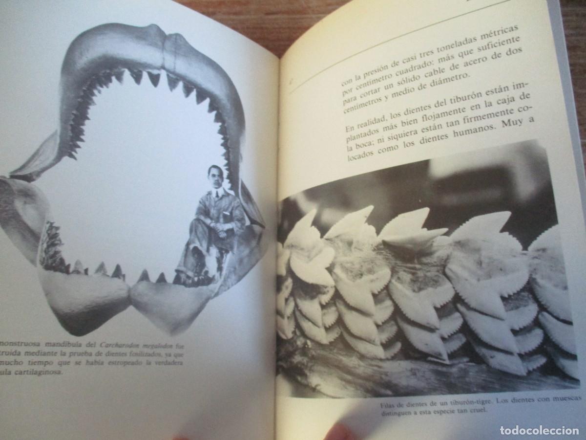 Libros de segunda mano: DALE COPPS El tibur&oacute;n W18601 - Foto 3
