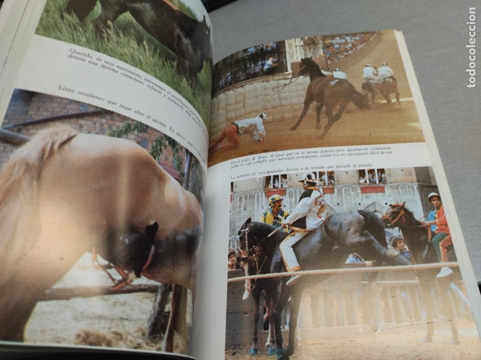 Libros de segunda mano: CONOCER EL CABALLO / GIANNI RAVAZZI / EDITORIAL DE VECCHI 1997 - Foto 2