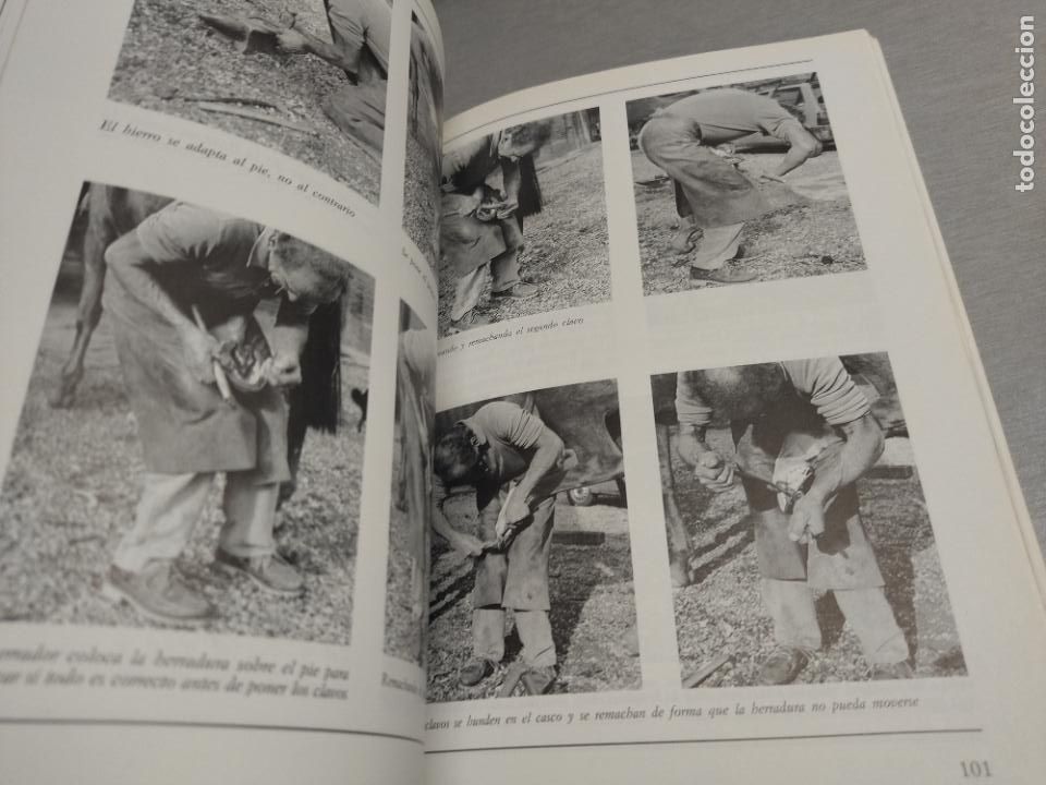 Libros de segunda mano: CONOCER EL CABALLO / GIANNI RAVAZZI / EDITORIAL DE VECCHI 1997 - Foto 3