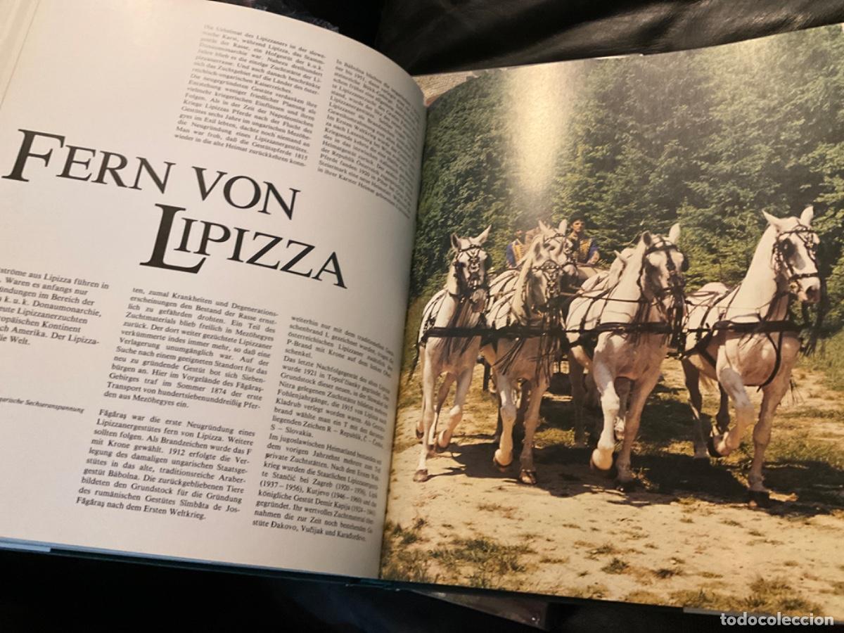 Libros de segunda mano: Lipizzane caballo das kaiserliche pferd isenbart - Foto 4