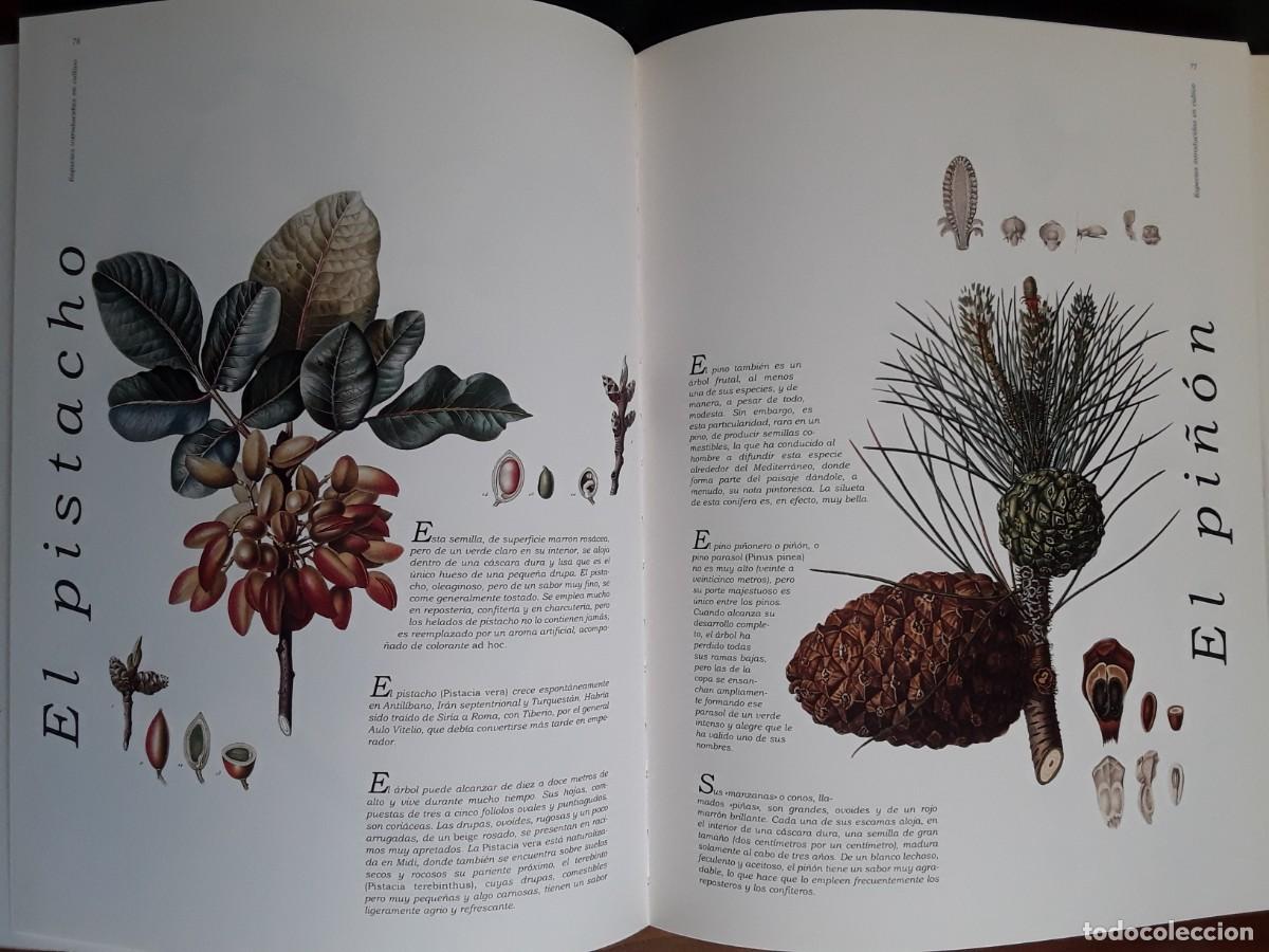 Libros de segunda mano: LAS FRUTAS. JACQUES BROSSE. BIBLIOTECA DE LA IMAGEN. - Foto 2