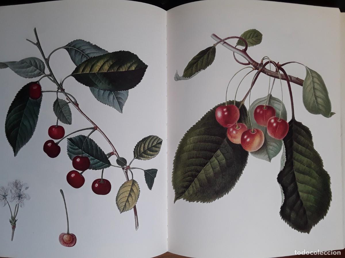 Libros de segunda mano: LAS FRUTAS. JACQUES BROSSE. BIBLIOTECA DE LA IMAGEN. - Foto 3