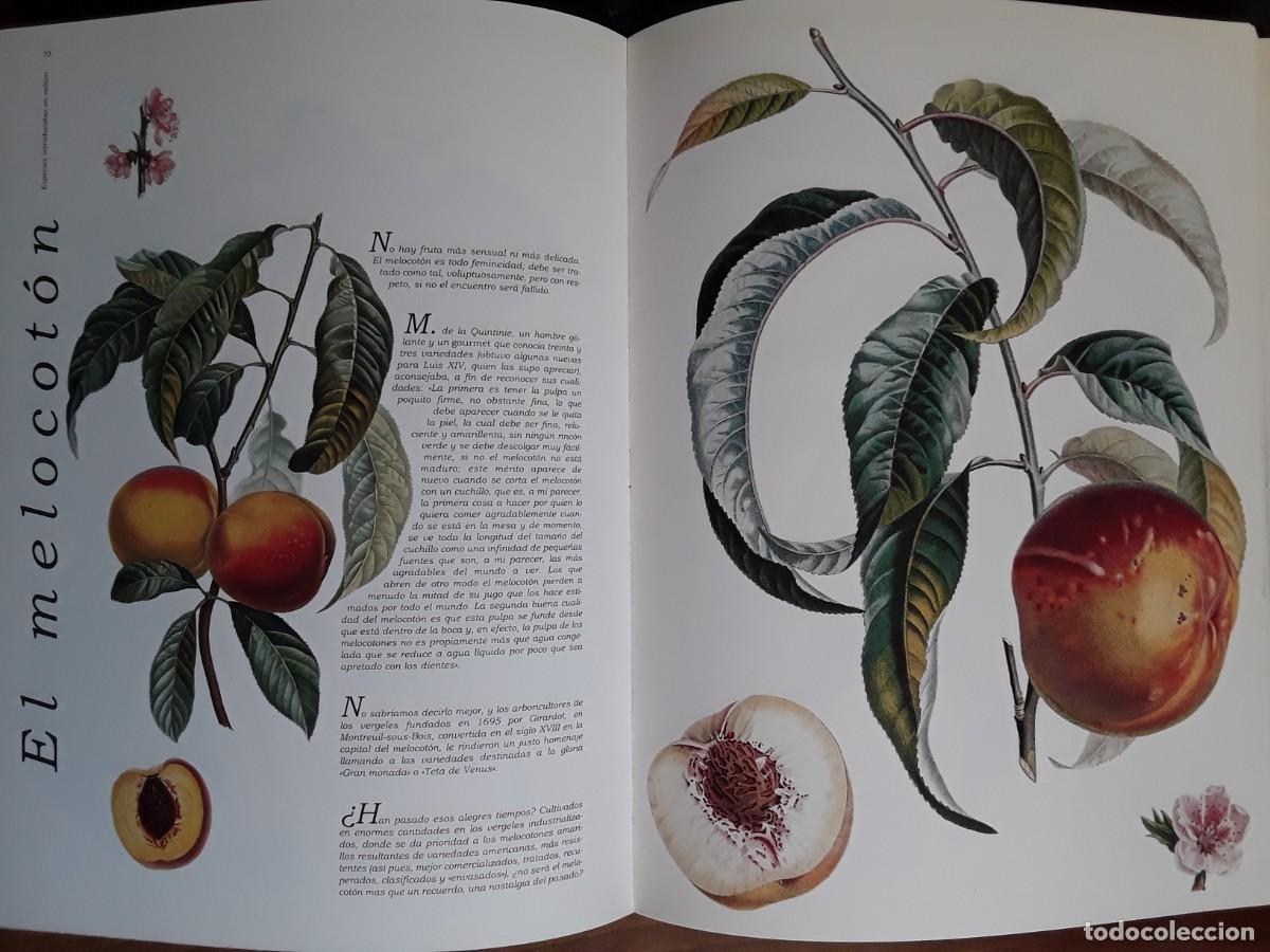 Libros de segunda mano: LAS FRUTAS. JACQUES BROSSE. BIBLIOTECA DE LA IMAGEN. - Foto 4