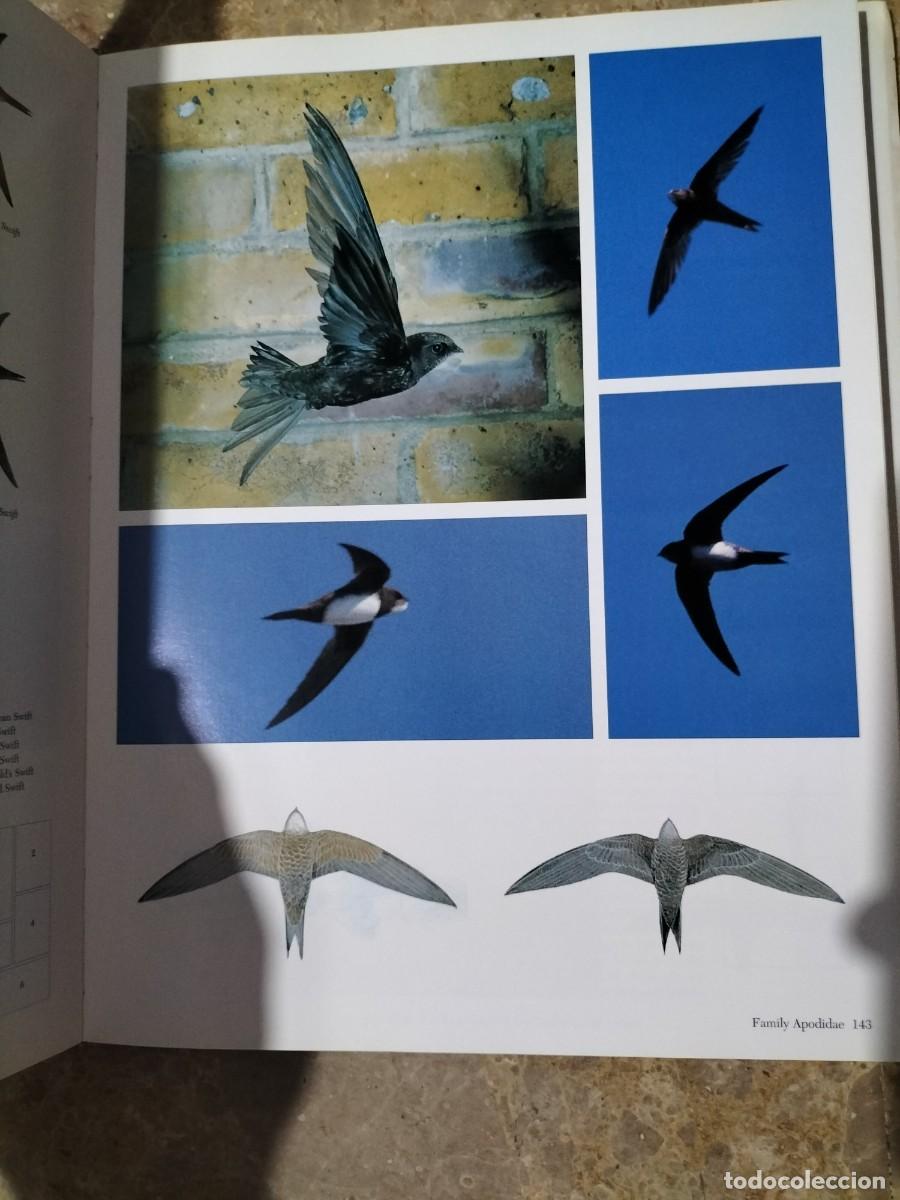 Libros de segunda mano: Southern African Birds. A Photographic Guide. - Foto 2