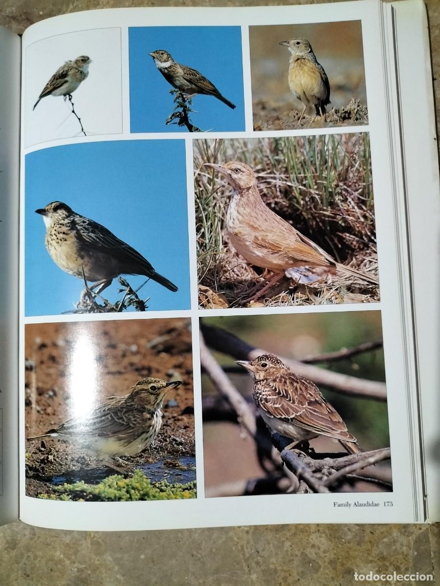 Libros de segunda mano: Southern African Birds. A Photographic Guide. - Foto 3