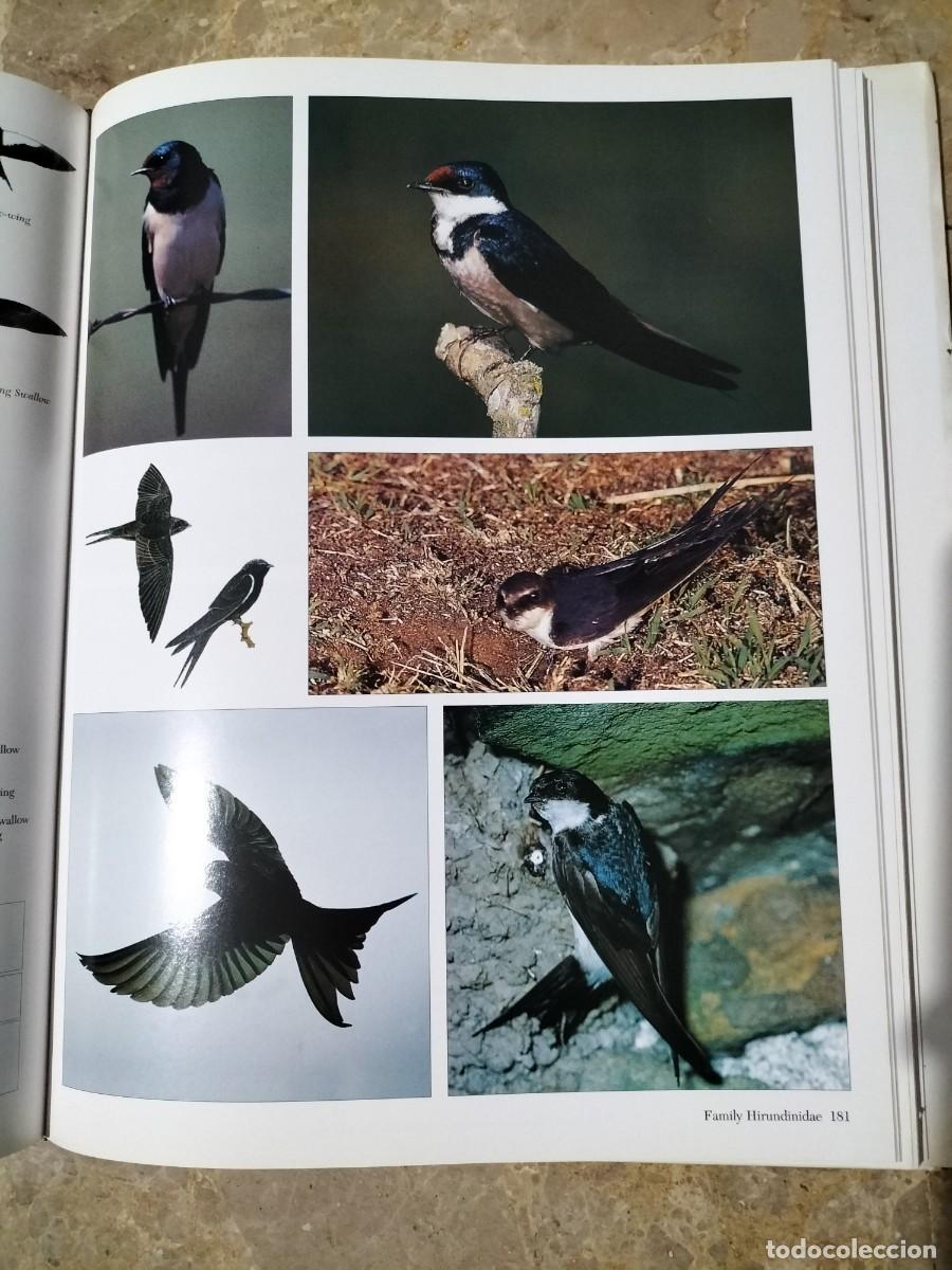 Libros de segunda mano: Southern African Birds. A Photographic Guide. - Foto 4