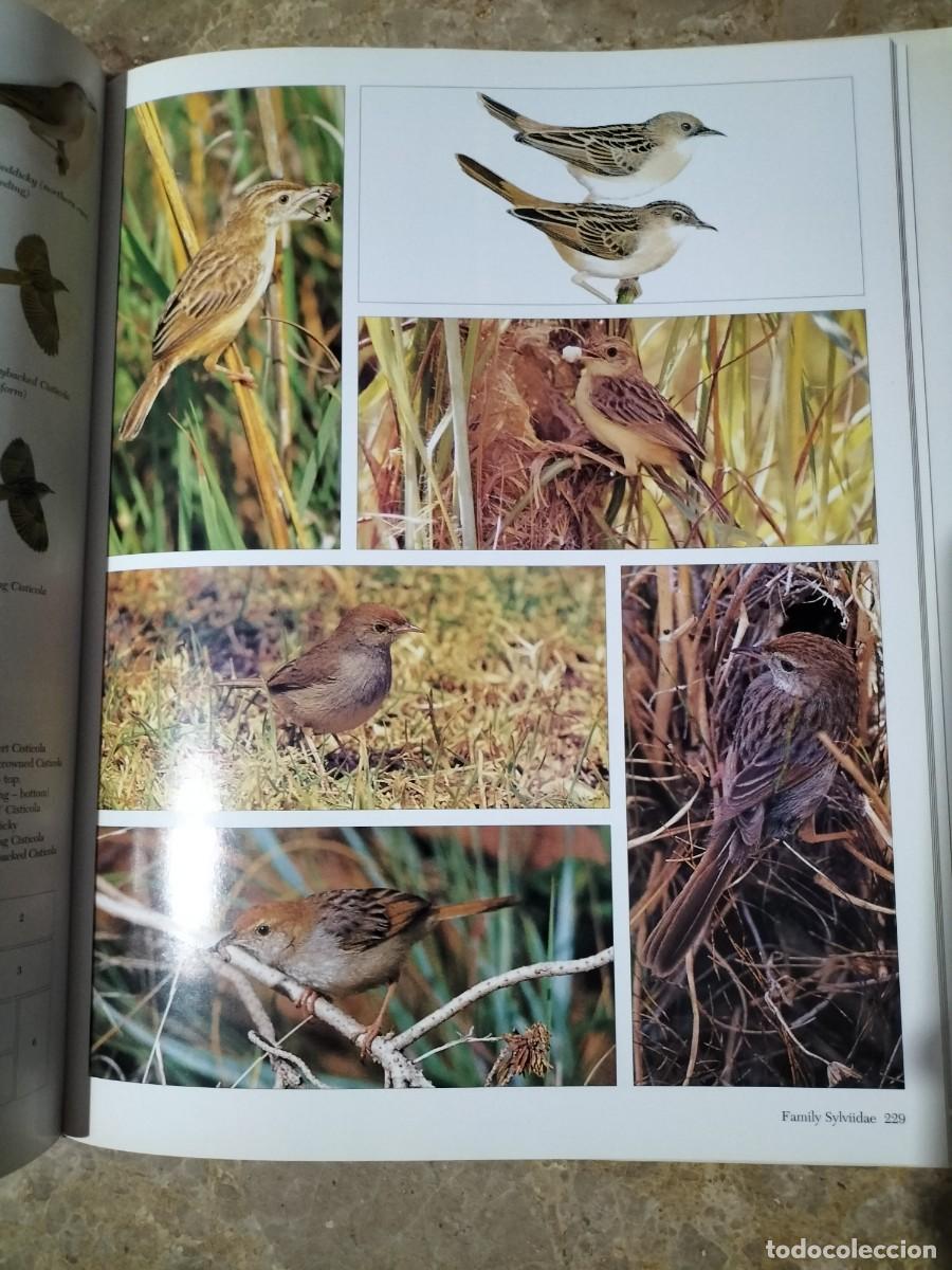 Libros de segunda mano: Southern African Birds. A Photographic Guide. - Foto 5