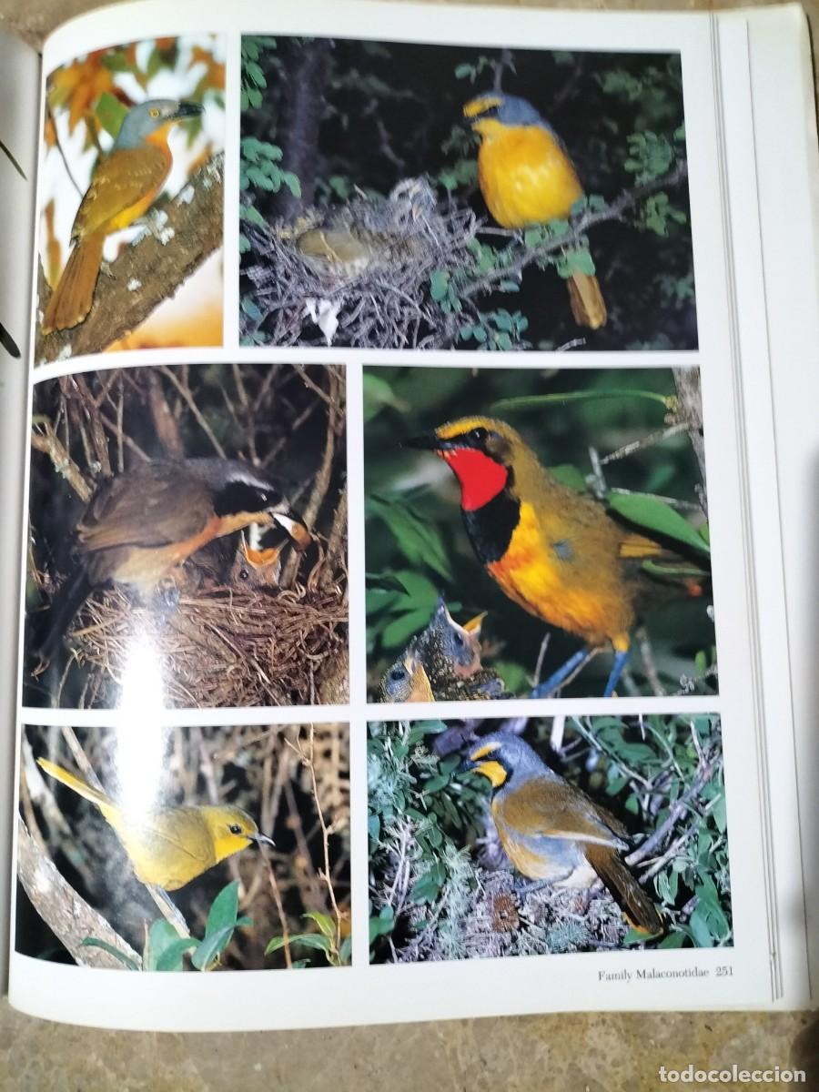 Libros de segunda mano: Southern African Birds. A Photographic Guide. - Foto 6