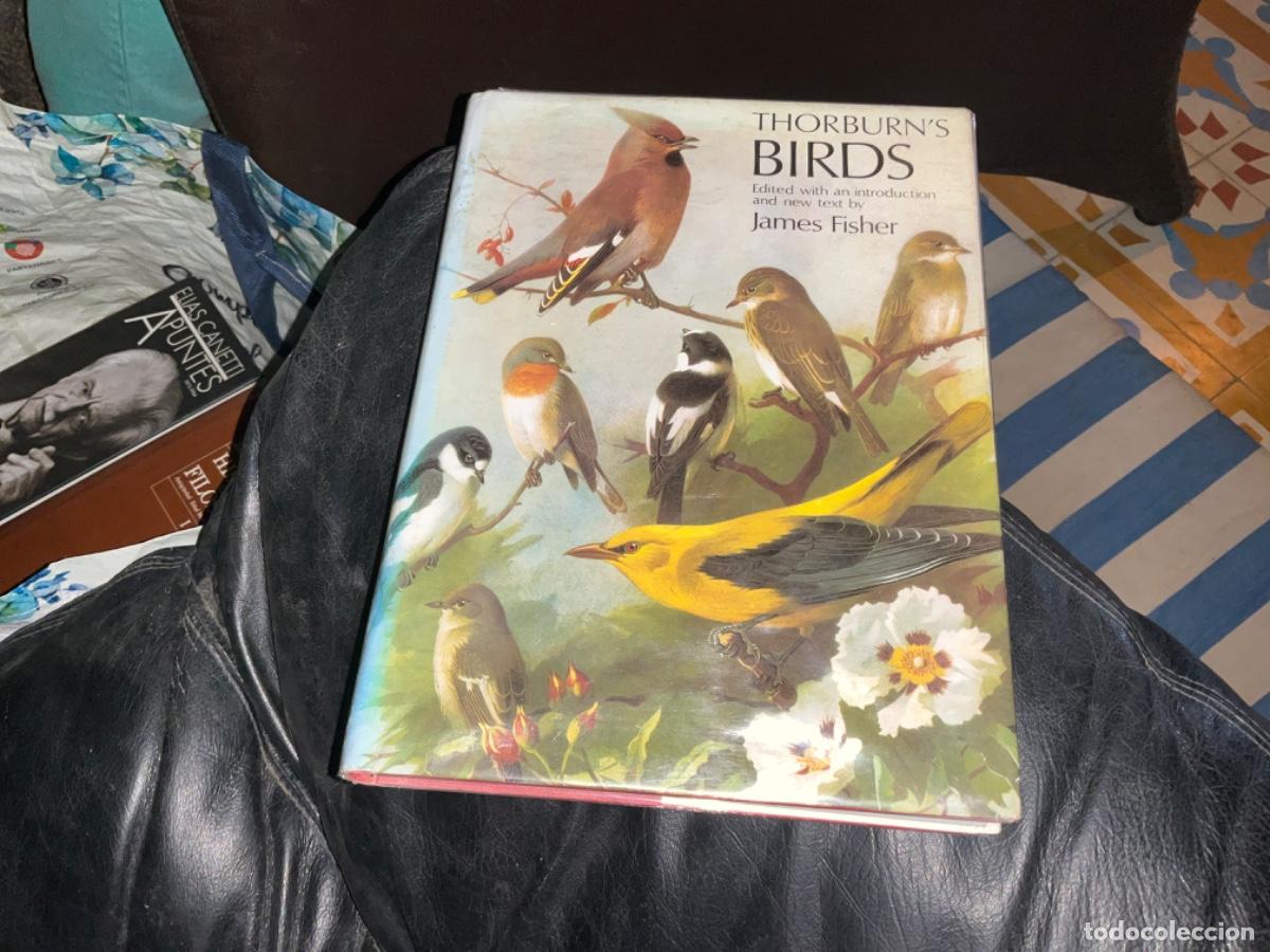 Gebrauchte B&uuml;cher: Thorburn&rsquo;s bird ilustraciones de pajaros tex fisher thorburn maravillosas ver fotos