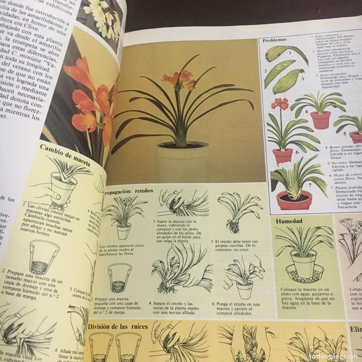 Libros de segunda mano: EL CUIDADO DE LAS PLANTAS DE INTERIOR REF: 67 - Foto 3