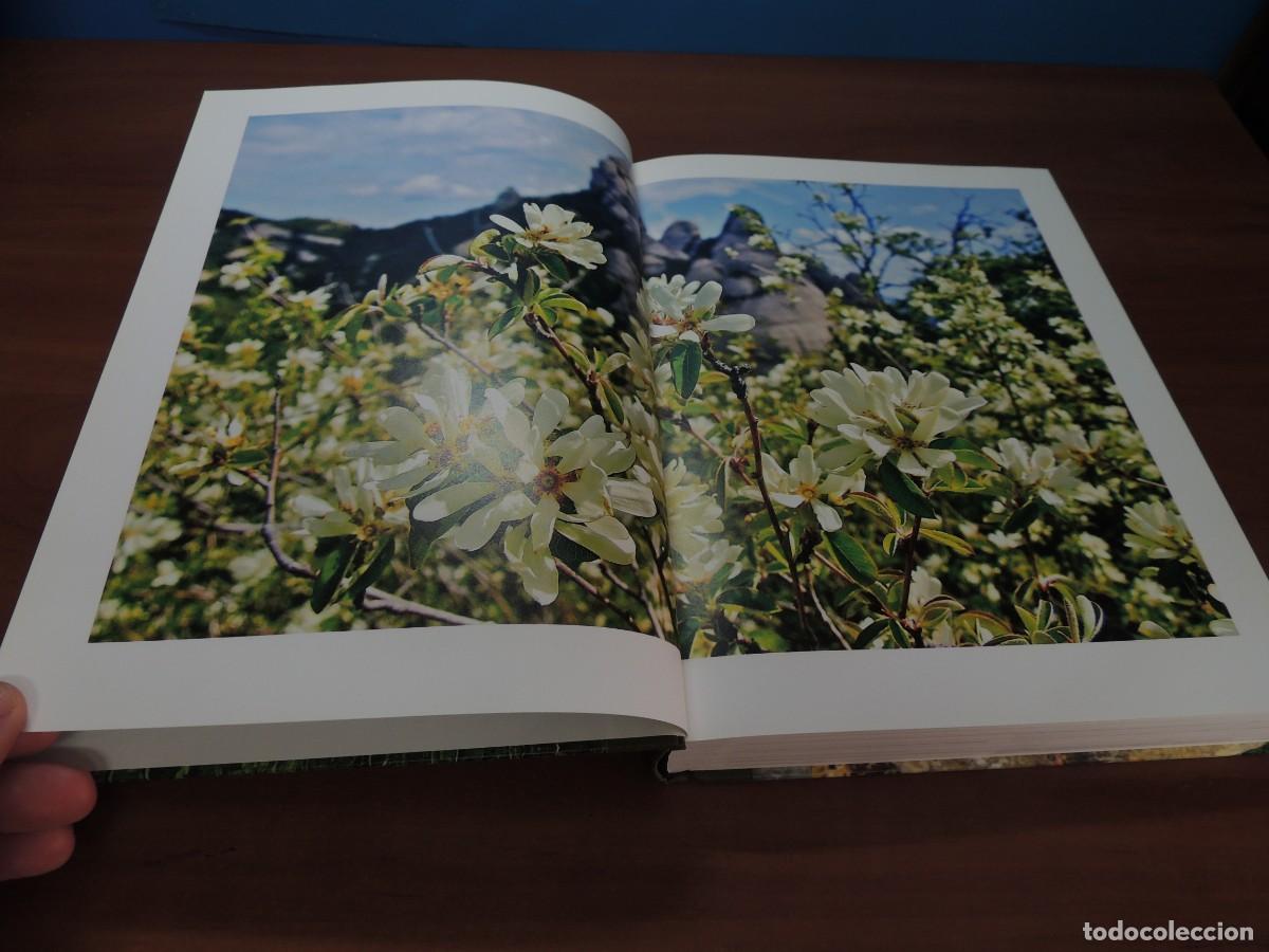 Libros de segunda mano: FLORS DE MONTSERRAT. - ALBERT AREAN I TRABAL - Foto 4