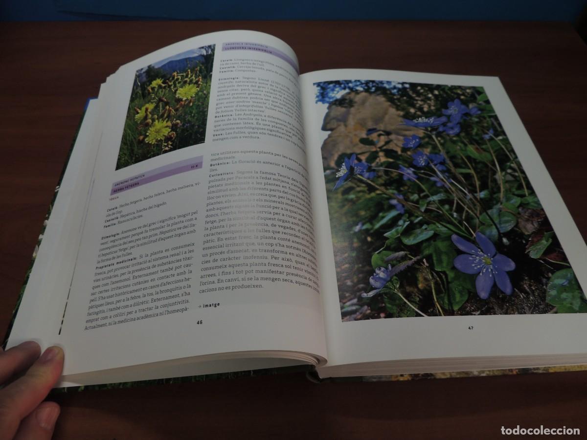Libros de segunda mano: FLORS DE MONTSERRAT. - ALBERT AREAN I TRABAL - Foto 7