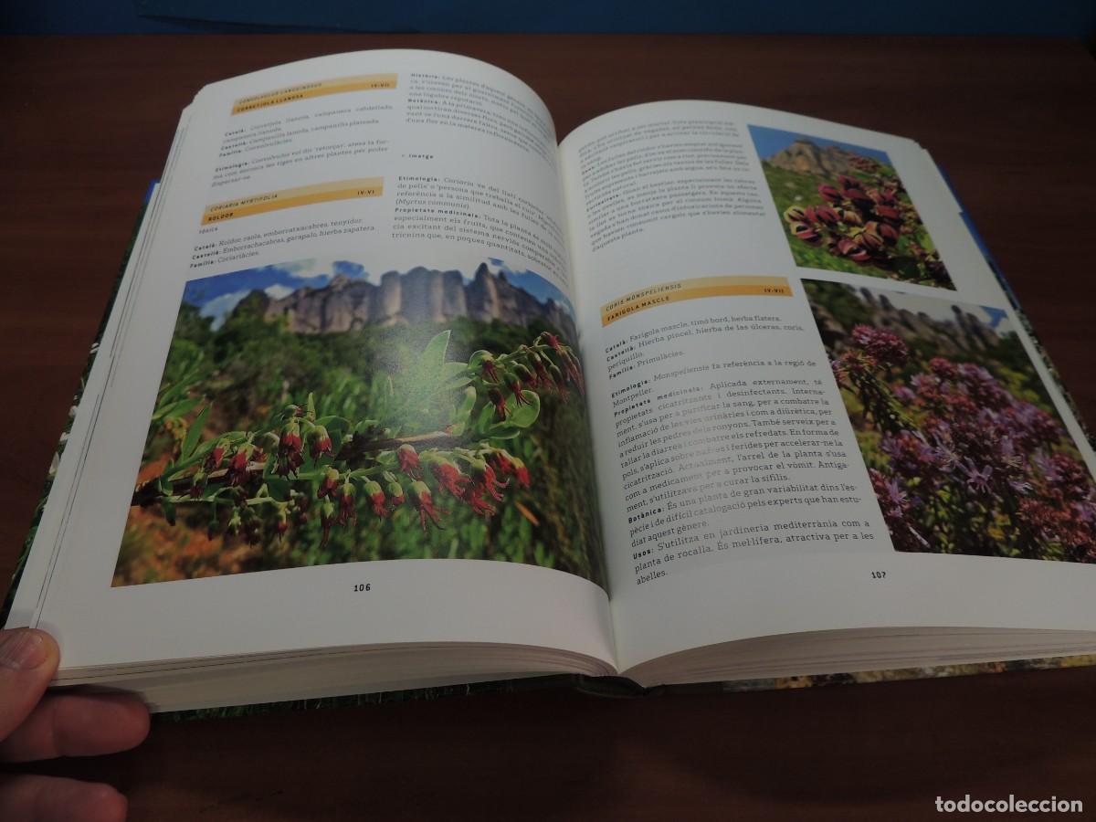 Libros de segunda mano: FLORS DE MONTSERRAT. - ALBERT AREAN I TRABAL - Foto 8