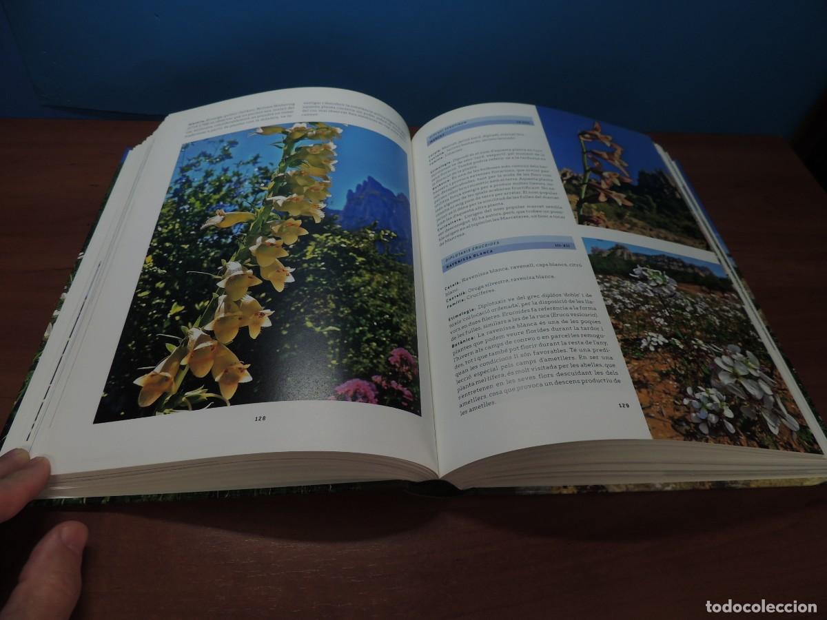 Libros de segunda mano: FLORS DE MONTSERRAT. - ALBERT AREAN I TRABAL - Foto 9