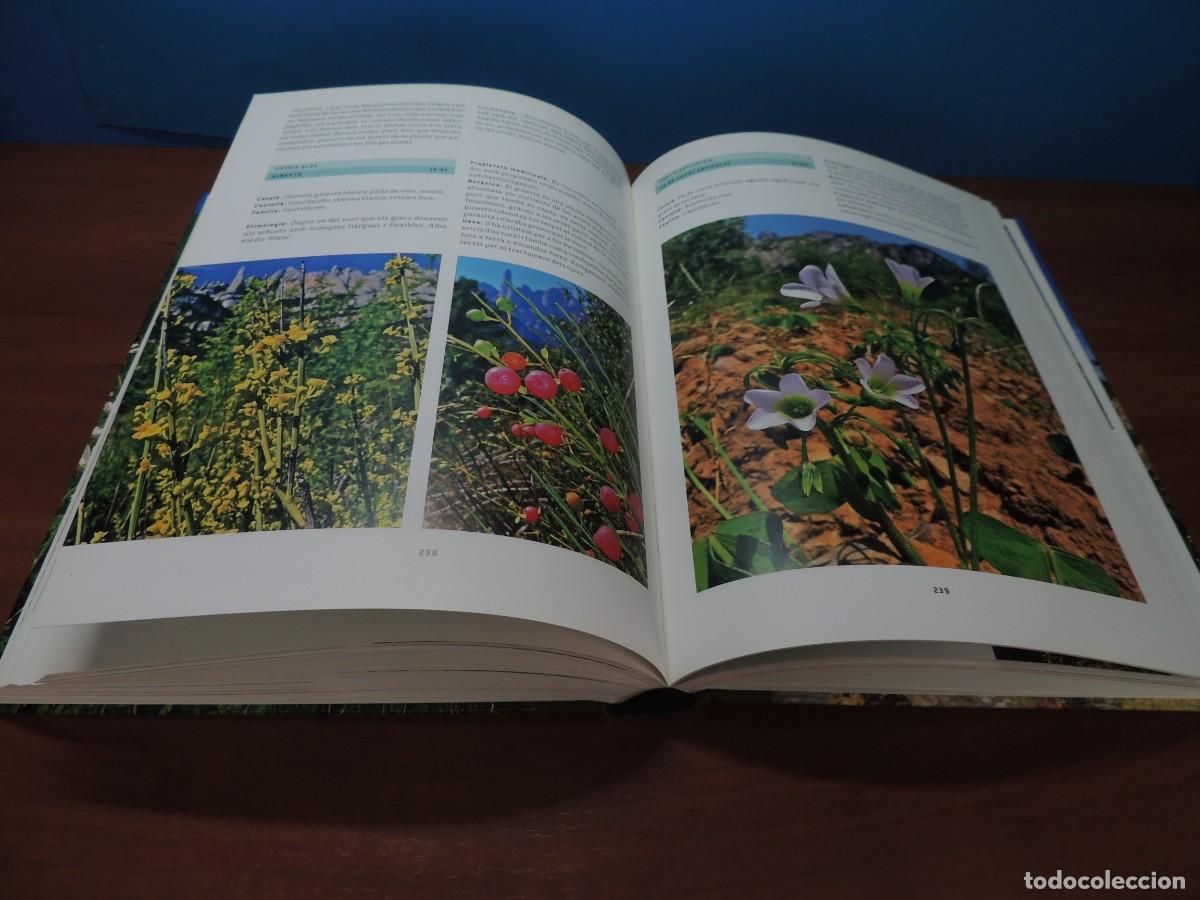Libros de segunda mano: FLORS DE MONTSERRAT. - ALBERT AREAN I TRABAL - Foto 11