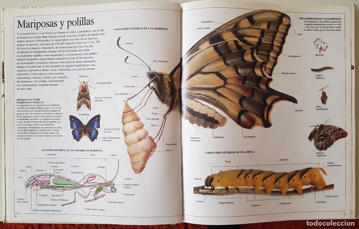 Libros de segunda mano: Enciclopedia visual de los seres vivos. El Pa&iacute;s/Altea - Foto 4