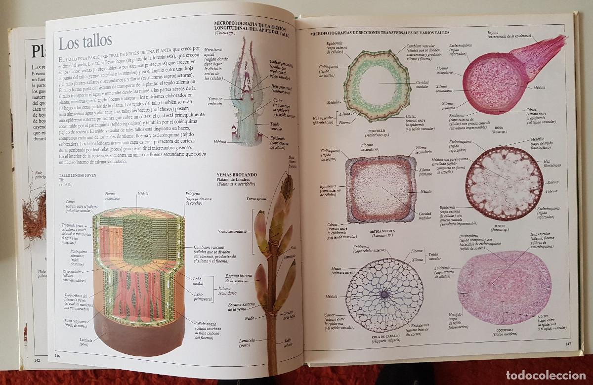 Libros de segunda mano: Enciclopedia visual de los seres vivos. El Pa&iacute;s/Altea - Foto 7