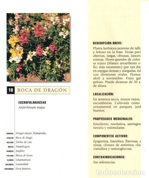 Libros de segunda mano: PLANTAS Y REMEDIOS NATURALES. - Foto 3