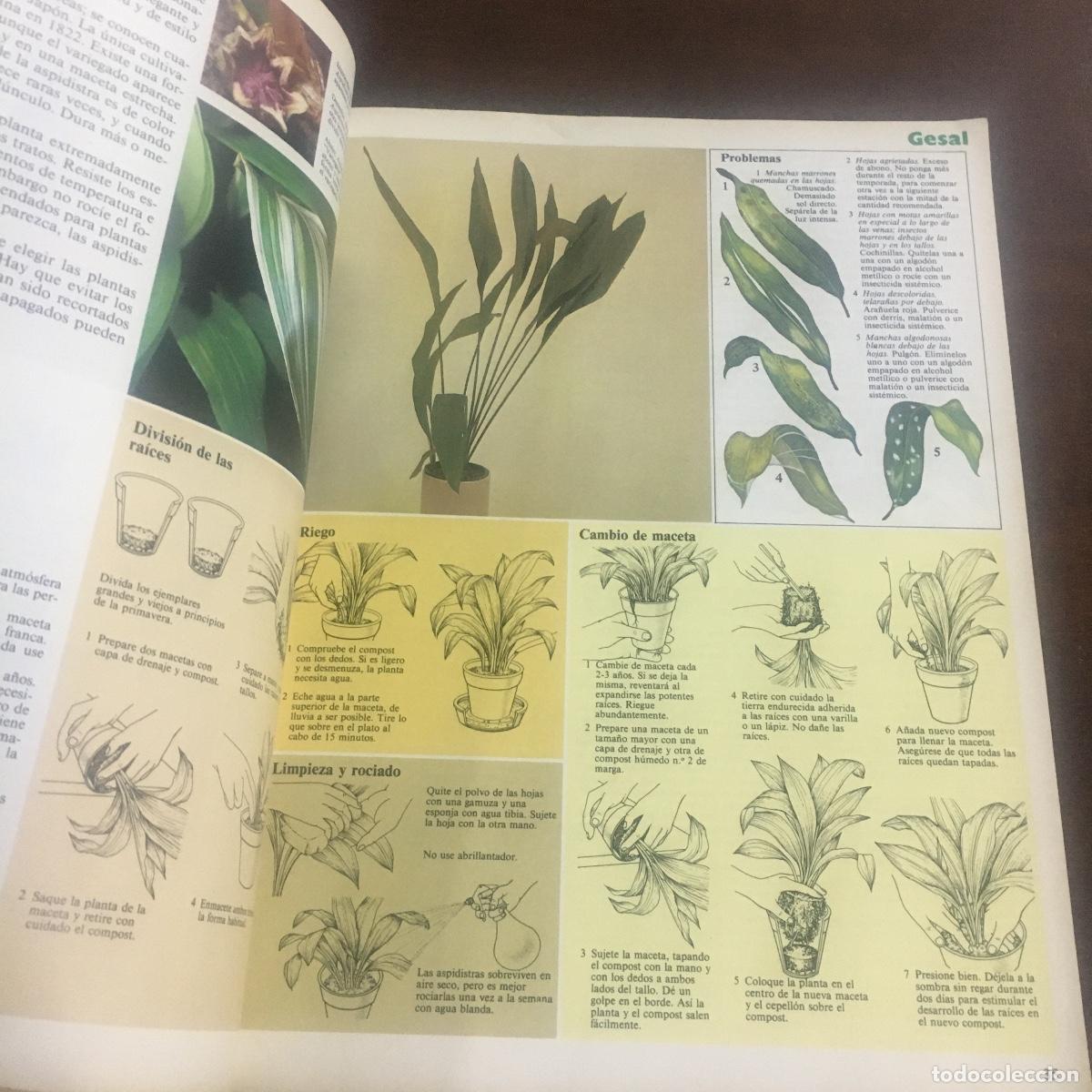Libros de segunda mano: EL GRAN LIBRO GESAL PARA EL CUIDADO DE LAS PLANTAS DE INTERIOR. REF: 248 - Foto 2