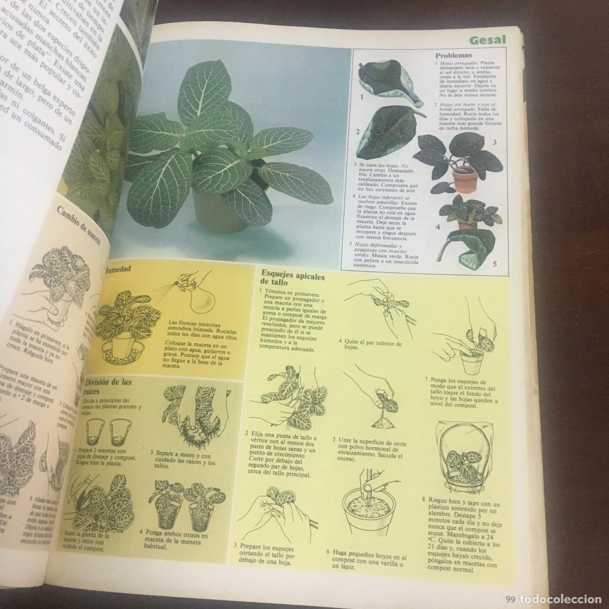 Libros de segunda mano: EL GRAN LIBRO GESAL PARA EL CUIDADO DE LAS PLANTAS DE INTERIOR. REF: 248 - Foto 3
