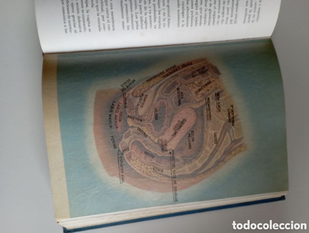 Libros de segunda mano: El libro de la vida sexual - Foto 6