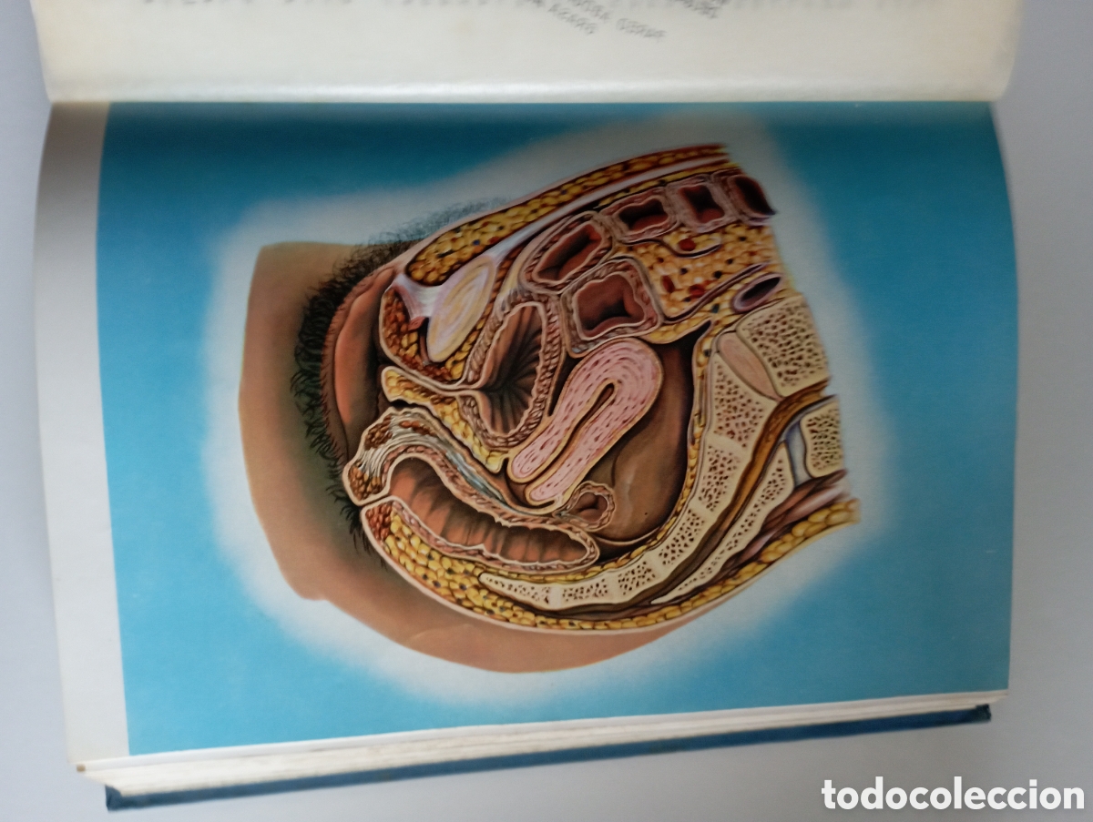 Libros de segunda mano: El libro de la vida sexual - Foto 7