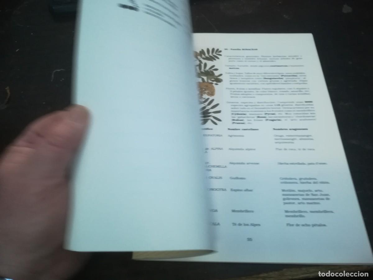 Libros de segunda mano: BOTANICA POPULAR ARAGONESA / CONS316 / VVAA - Foto 10
